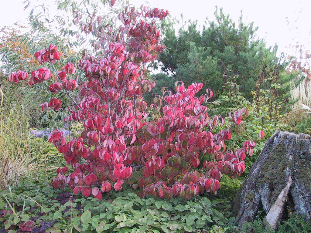 Cornus florida - Herbst 1.jpg